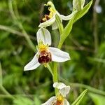 Ophrys apifera花