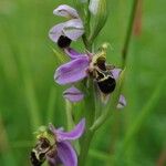 Ophrys x minuticauda その他の提案