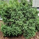 Taxus canadensis 整株植物