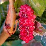 Morus rubra Fruit