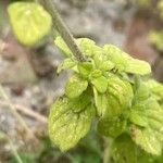 Clinopodium nepeta برگ