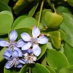 Guaiacum officinale Flower