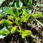 Sedum sexangulare Leaf