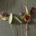 Maianthemum canadense Fruto