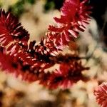 Celosia argentea Maua