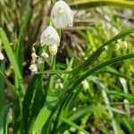 Leucojum aestivumKvet