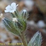 Myosotis pusilla Otro