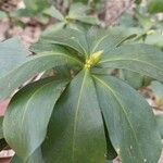 Daphne pontica Hoja