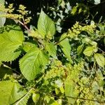 Laportea aestuans Leaf