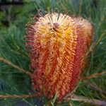 Banksia spinulosa Virág