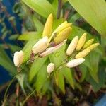 Ixia maculata Flower