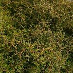 Sophora prostrata Агульны выгляд