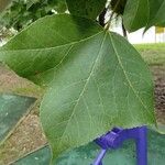 Liquidambar formosana Leaf