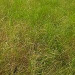 Nassella neesiana 其他