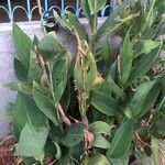 Canna flaccida Leaf