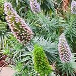 Echium hierrense Habit