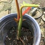 Philodendron erubescens Corteccia