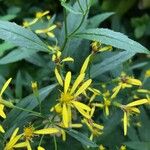 Senecio ovatus Flower