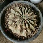 Echinocactus texensis 葉