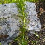Elodea densa 葉