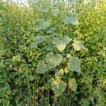 Xanthium strumarium Habit