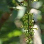 Toxicodendron trichocarpum Fleur