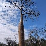 Adansonia za Habitus