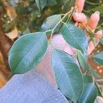 Ficus benjaminaLeaf