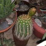 Echinopsis huascha Hoja