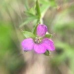 Geranium dissectum Kvet