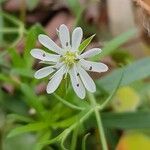 Stellaria angustifolia