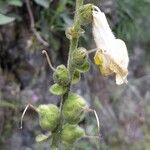 Antirrhinum latifolium Други