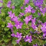 Campanula poscharskyanaКветка