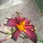 Hemerocallis minor Fleur