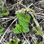 Thalictrum alpinum Blad