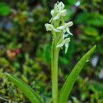 Platanthera hyperborea Floare