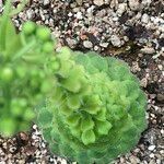 Aeonium tabulaeforme Tervik taim