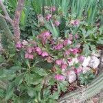 Helleborus orientalis Flower