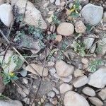 Hippocrepis biflora Libunga