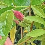 Mandevilla sanderi 花
