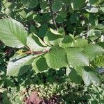 Alnus alnobetula Liść
