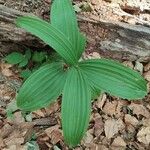 Veratrum album Hoja