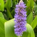 Pontederia cordata Fula