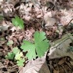 Geranium asphodeloides 葉