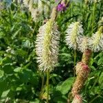 Sanguisorba canadensis Flower