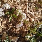 Valeriana coronata Buveinė