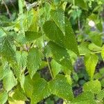 Agastache mexicana Ліст