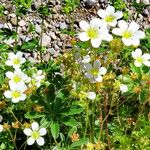 Saxifraga exarata Flor