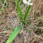 Chlorophytum tuberosum Blatt