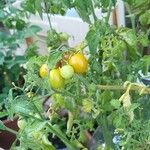 Solanum pimpinellifoliumFruit